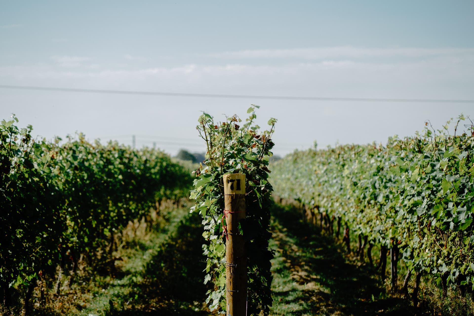 Tinwood Estate Vineyard
