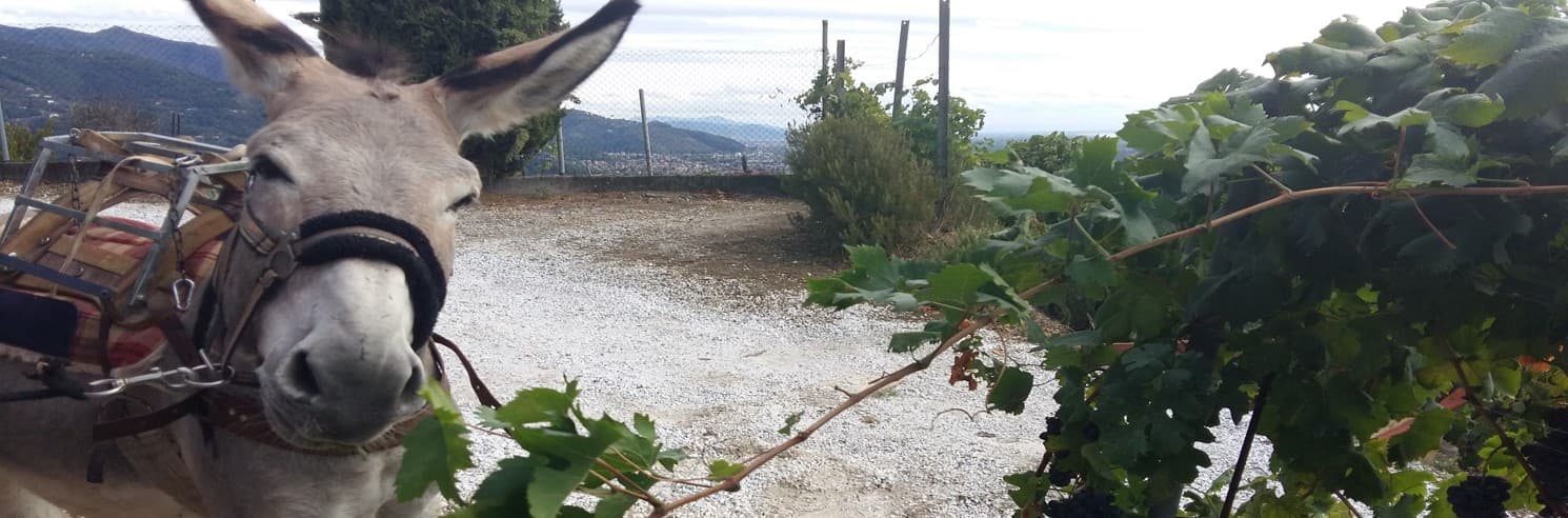Podere Scurtarola foto 4