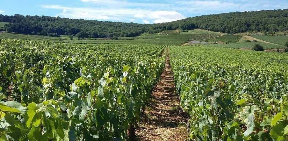 Cata de vinos y visita al Domaine de la Choupette | Hijo Gutrin