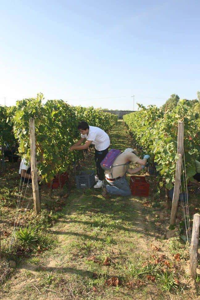 Vinprovning och rundtur på Château De l'Hurbe