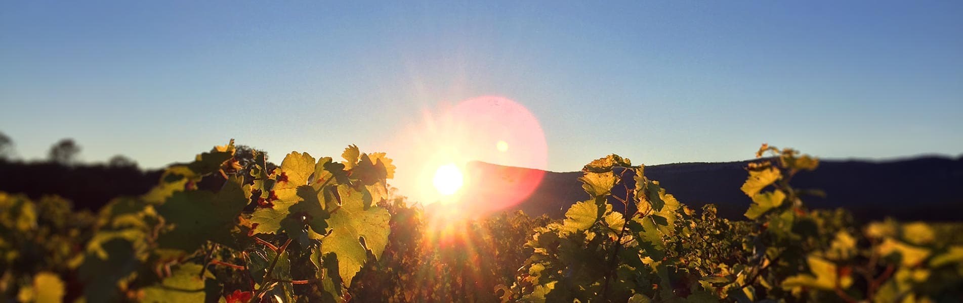 Weinprobe und Führung im Château de Valflaunès