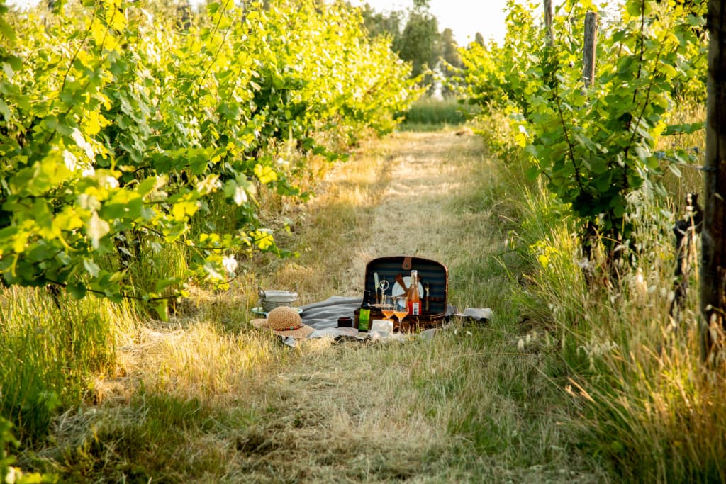 Fattoria Lavacchio foto 5