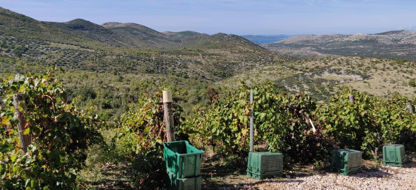 Weinprobe im Weingut Matosin