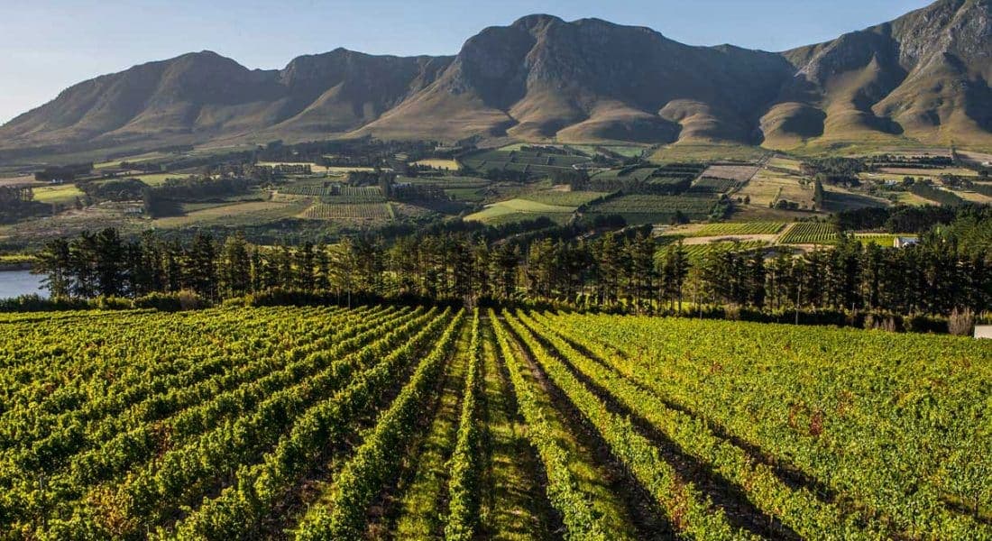 Newton Johnson Family Vineyards