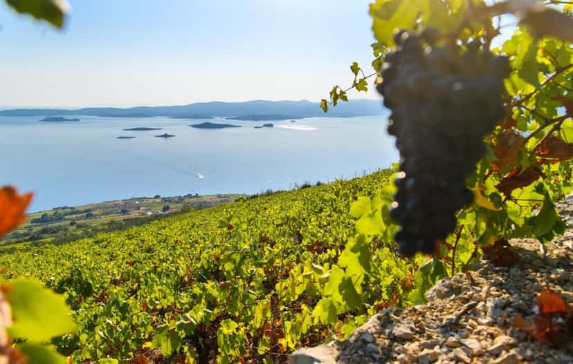 Visite des amateurs de vin de la péninsule de Pelješac au départ de Dubrovnik