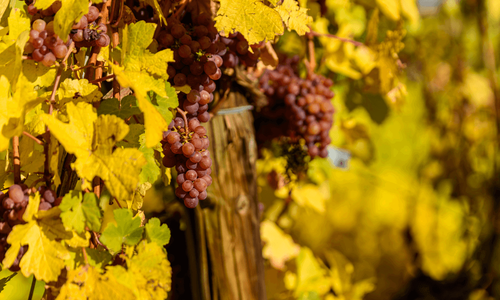 Stuttgart Grapes