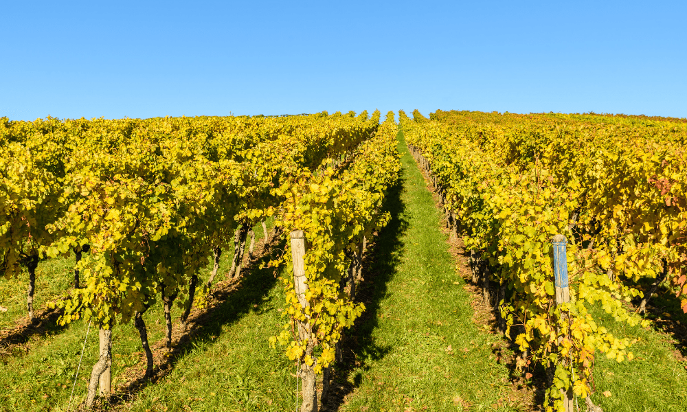 Stuttgart Vineyards