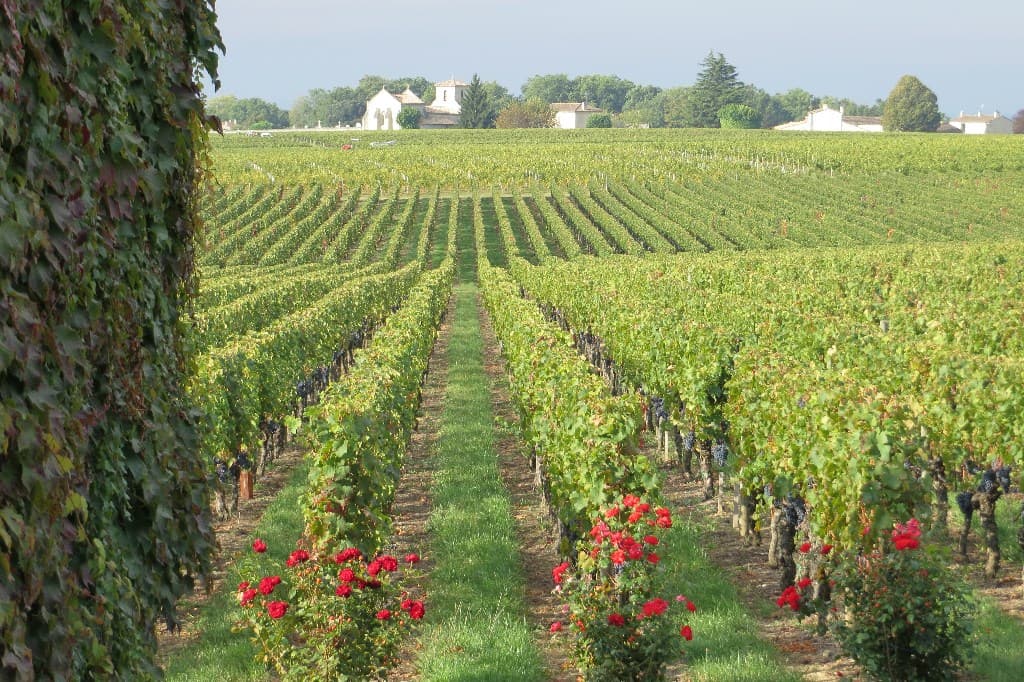 Bordeaux Grand Cru Vineyard Tour & Barrel Tasting
