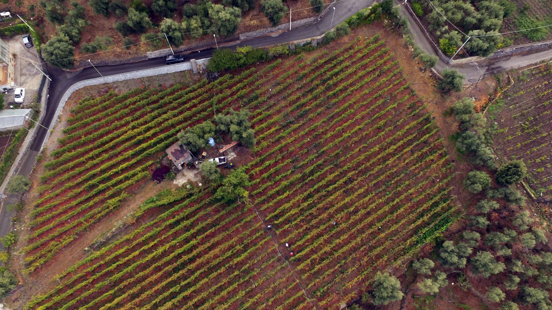 Azienda Agricola Fuocomuorto foto 5