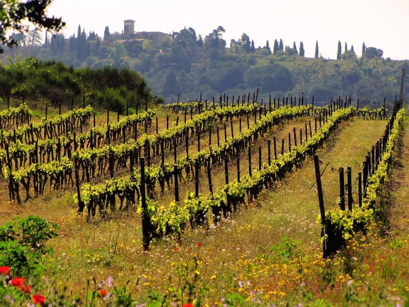 Domaine du Bosc