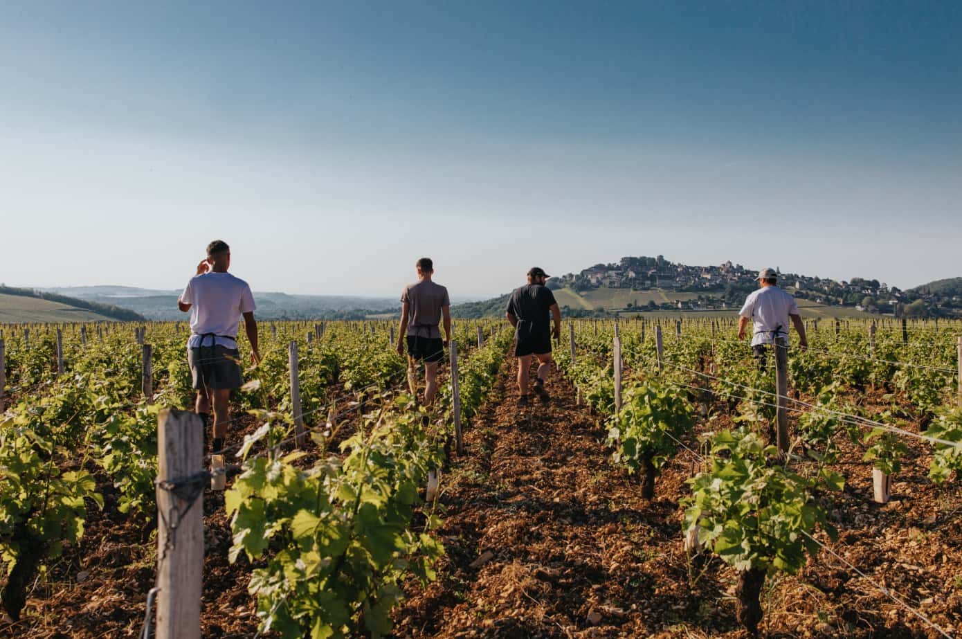 Cata de vinos y visita guiada en Domaine Pierre Riffault