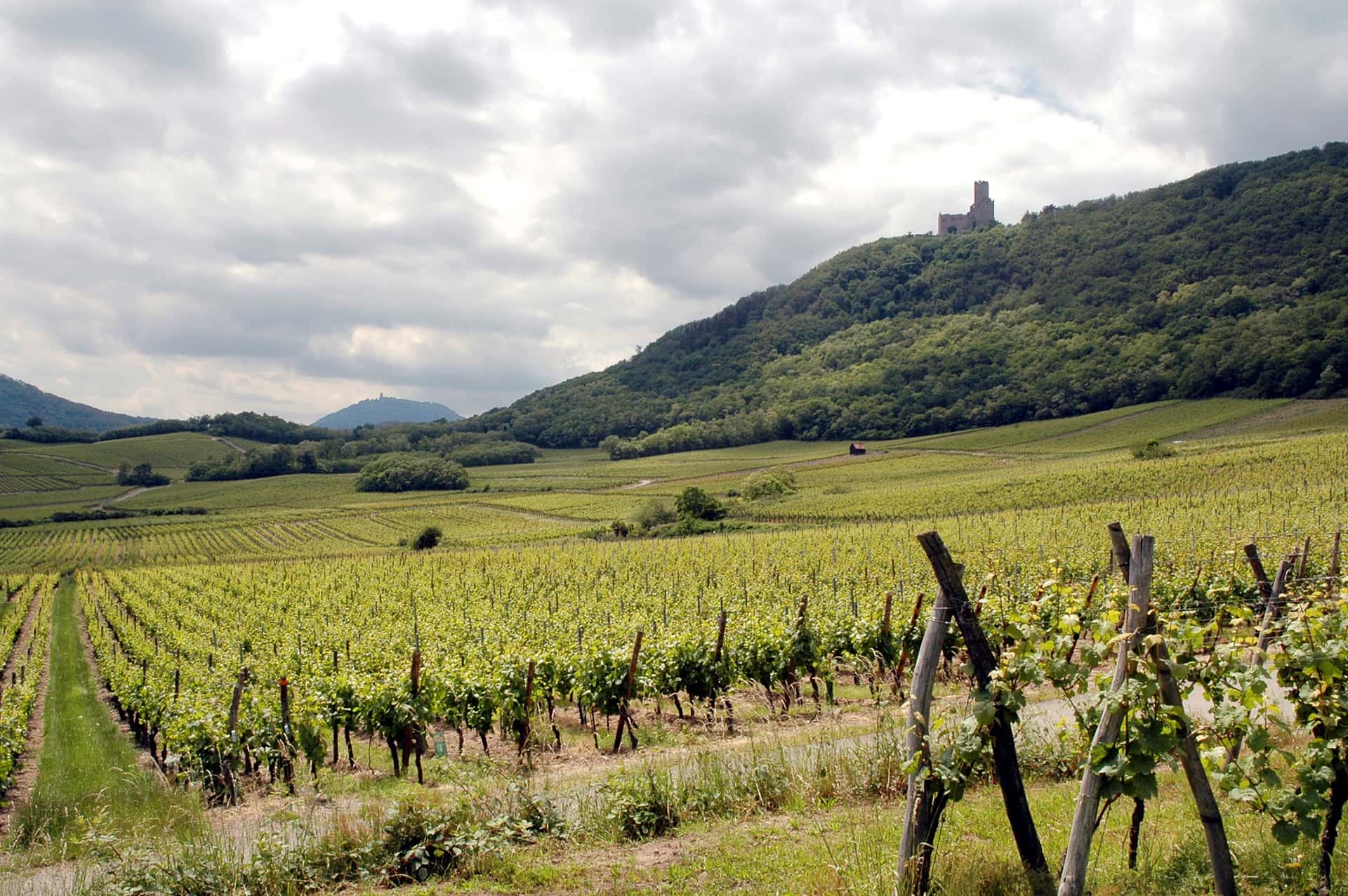 Degustazione di vini e visita a Frey
