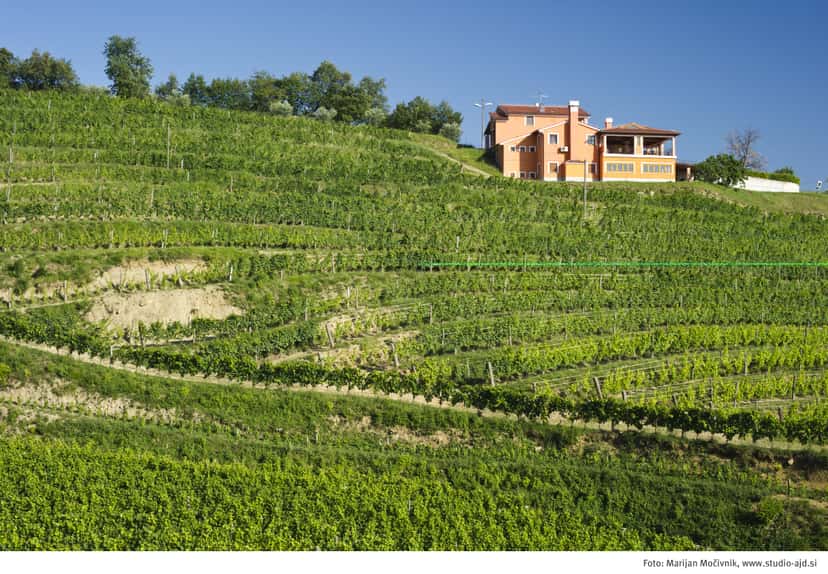Gordia Winery