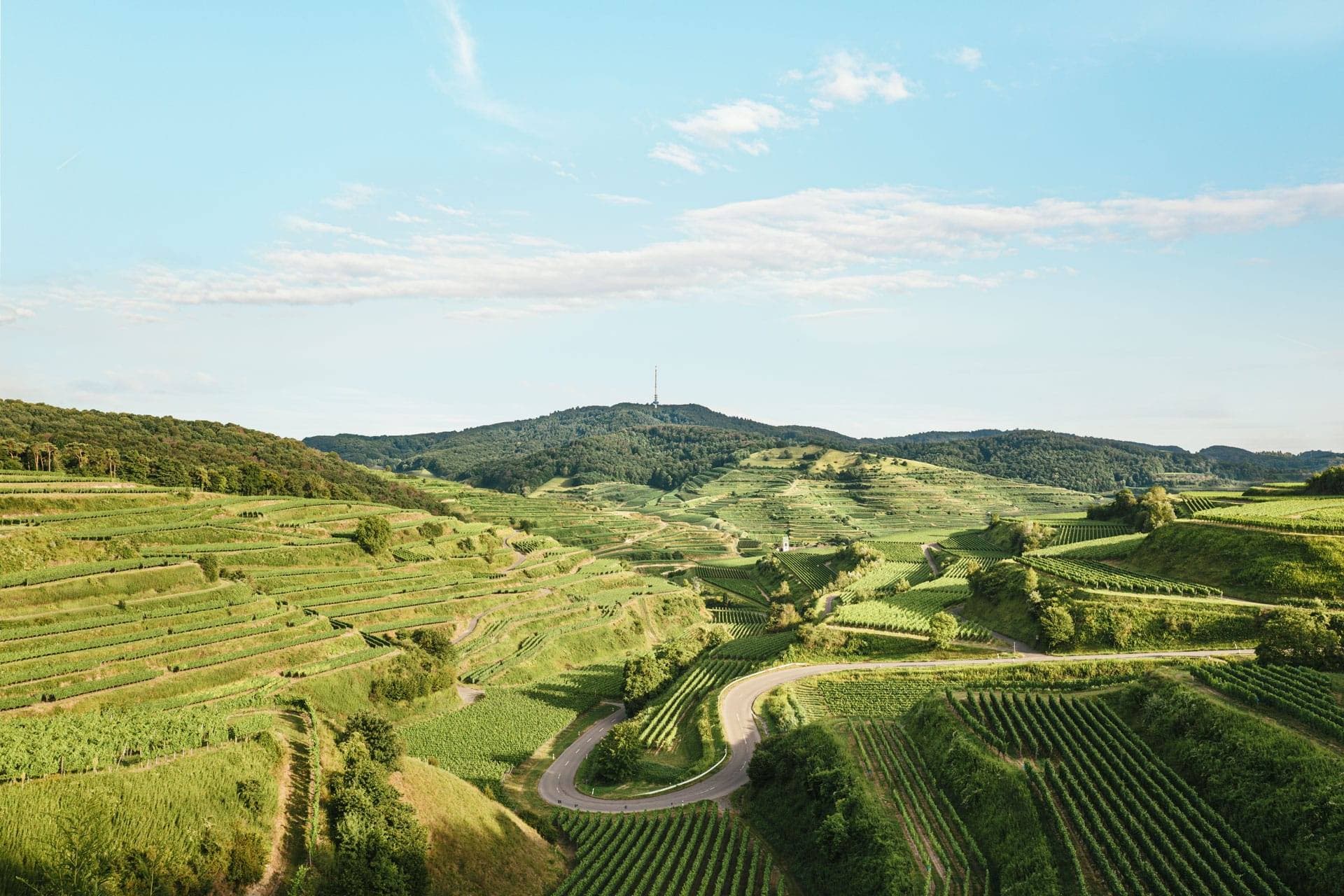 Kaiserstuehler Winzerverein Oberrotweil foto 2