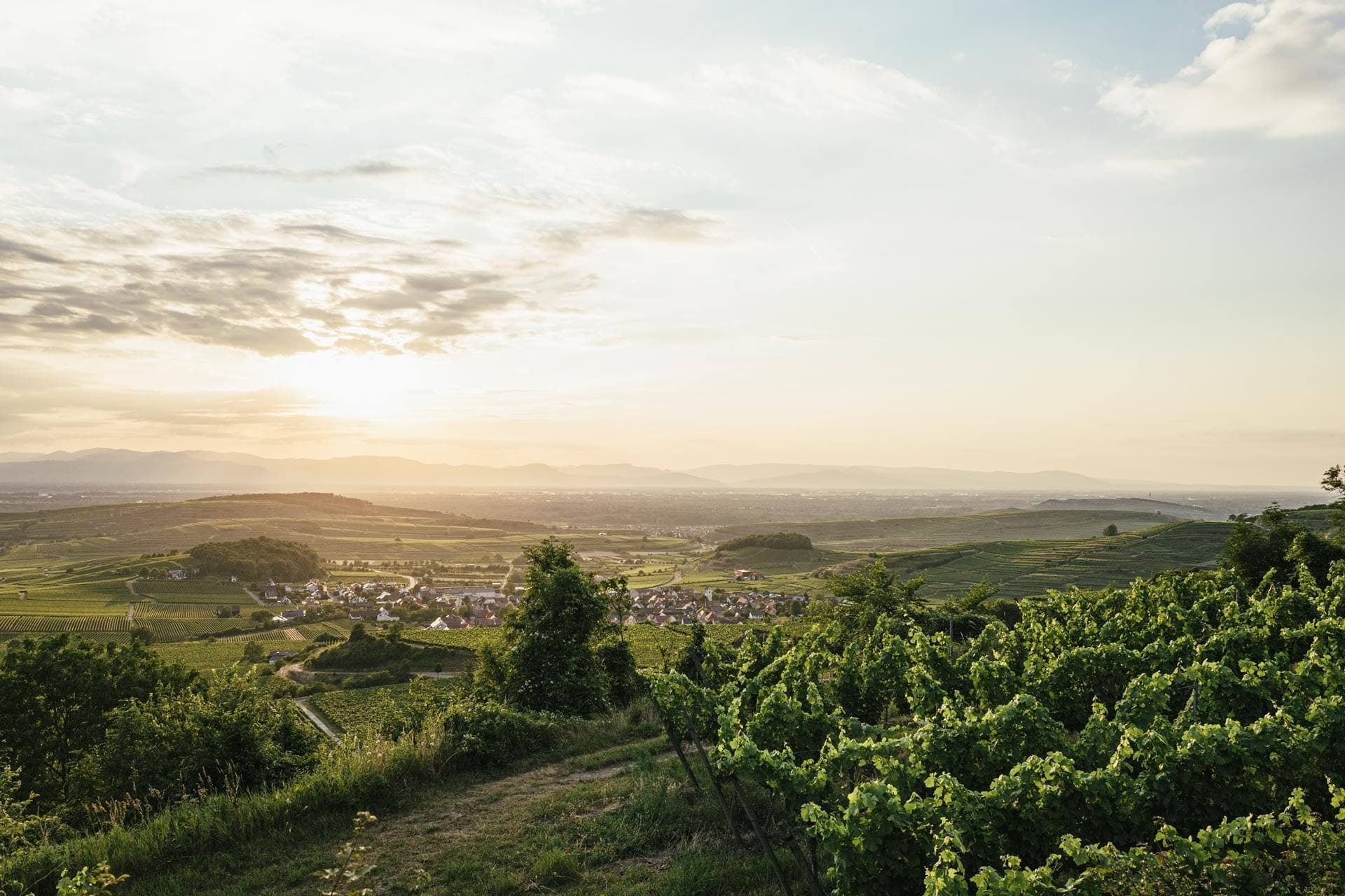 Kaiserstuehler Winzerverein Oberrotweil foto 1