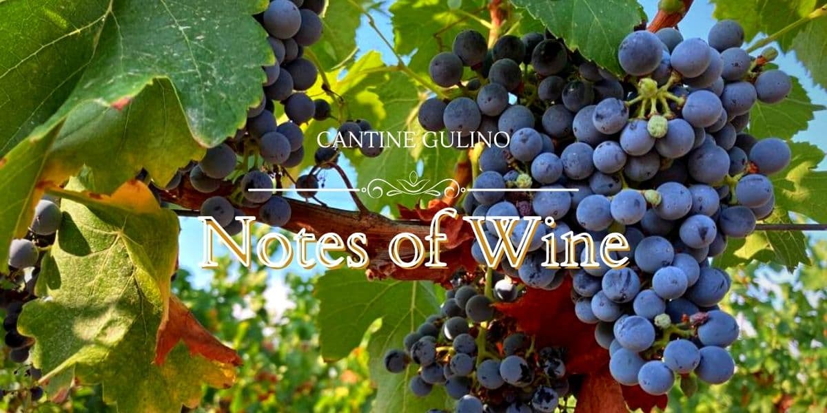Notes de dégustation de vins à la Cantine Gulino