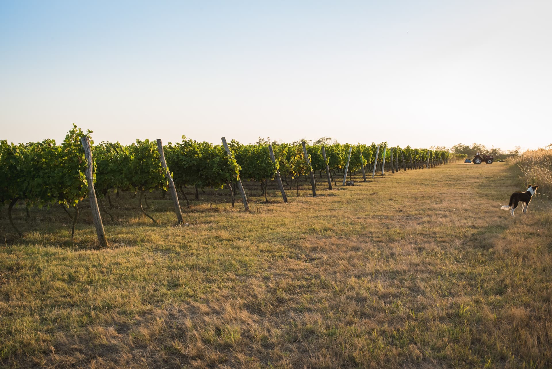 Besuch und Weinprobe im Weingut Prisoe