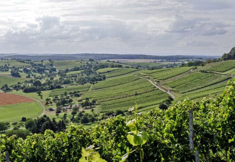 Baden Wine Discovery: Riesling to Lemberger Tasting