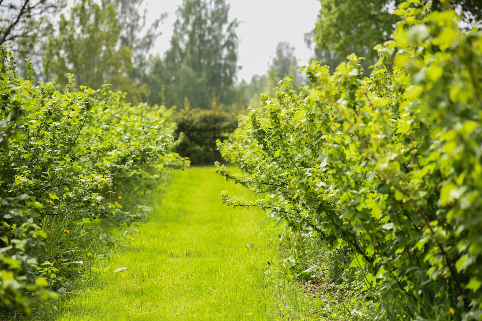 Cata de vinos y visita a la bodega Allikukivi