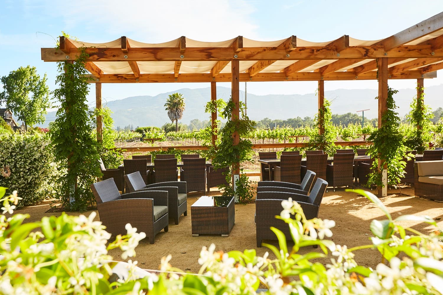 Honig Vineyard and Winery photo 5