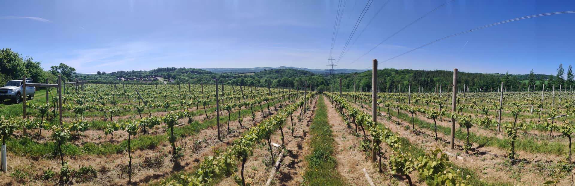 South West Vineyard Tour & Tasting at Huxbear