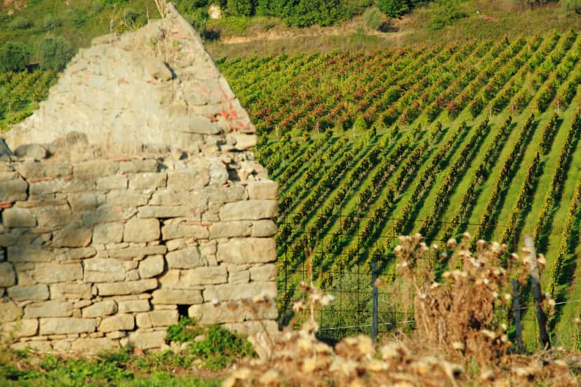 Sicily’s Nocera Wine Tasting & Vineyard Tour