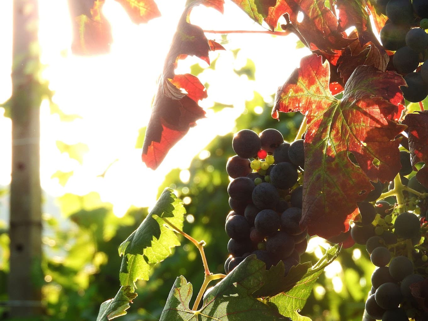 Weinprobe und Tour im Le Celline