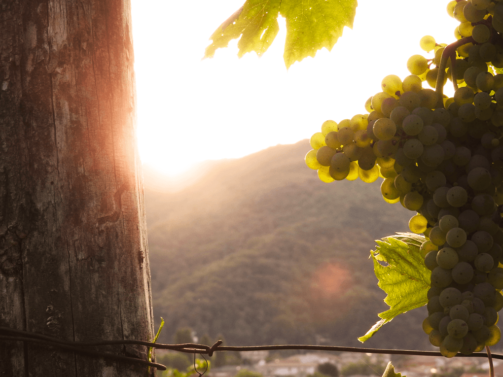 Le Celline Winery