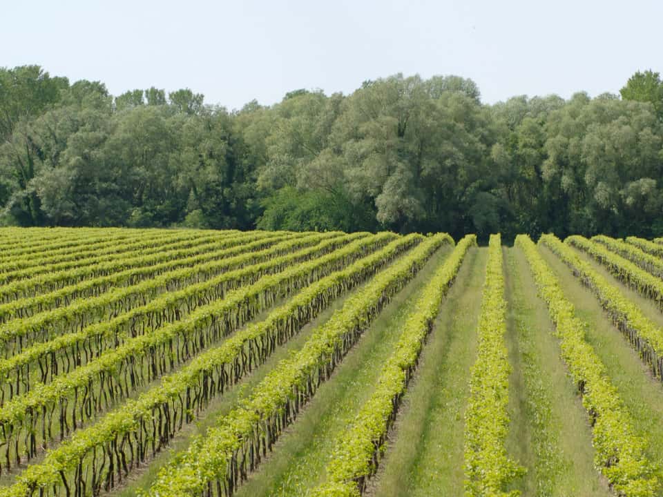 Weinprobe und Tour im Le Rive