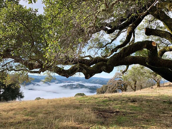 Le Vin Winery: A Hidden Gem in California