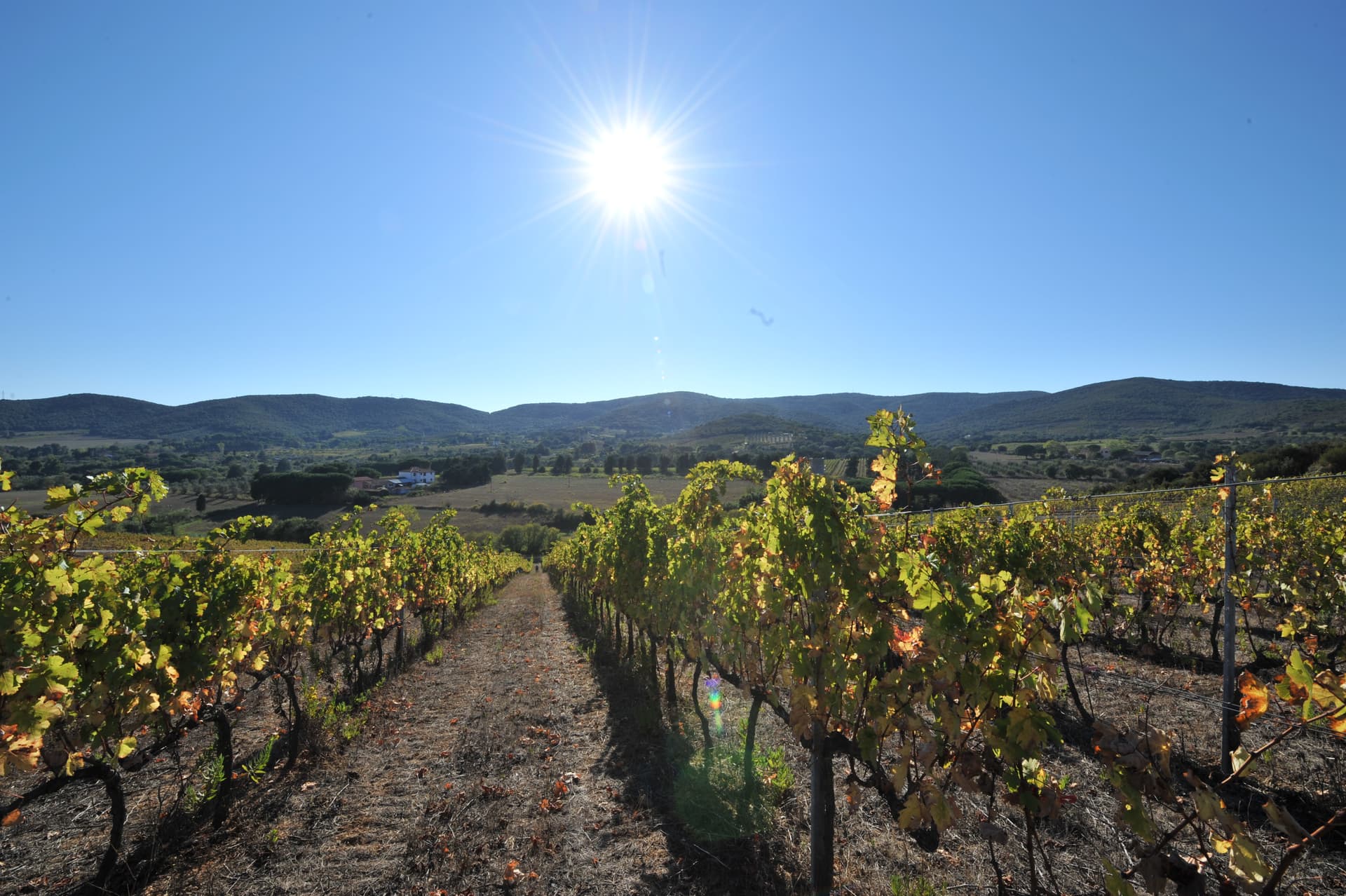 Sant'Agnese Winery Foto 1