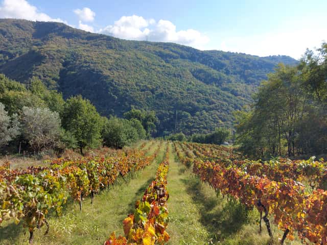 Colacino Wines