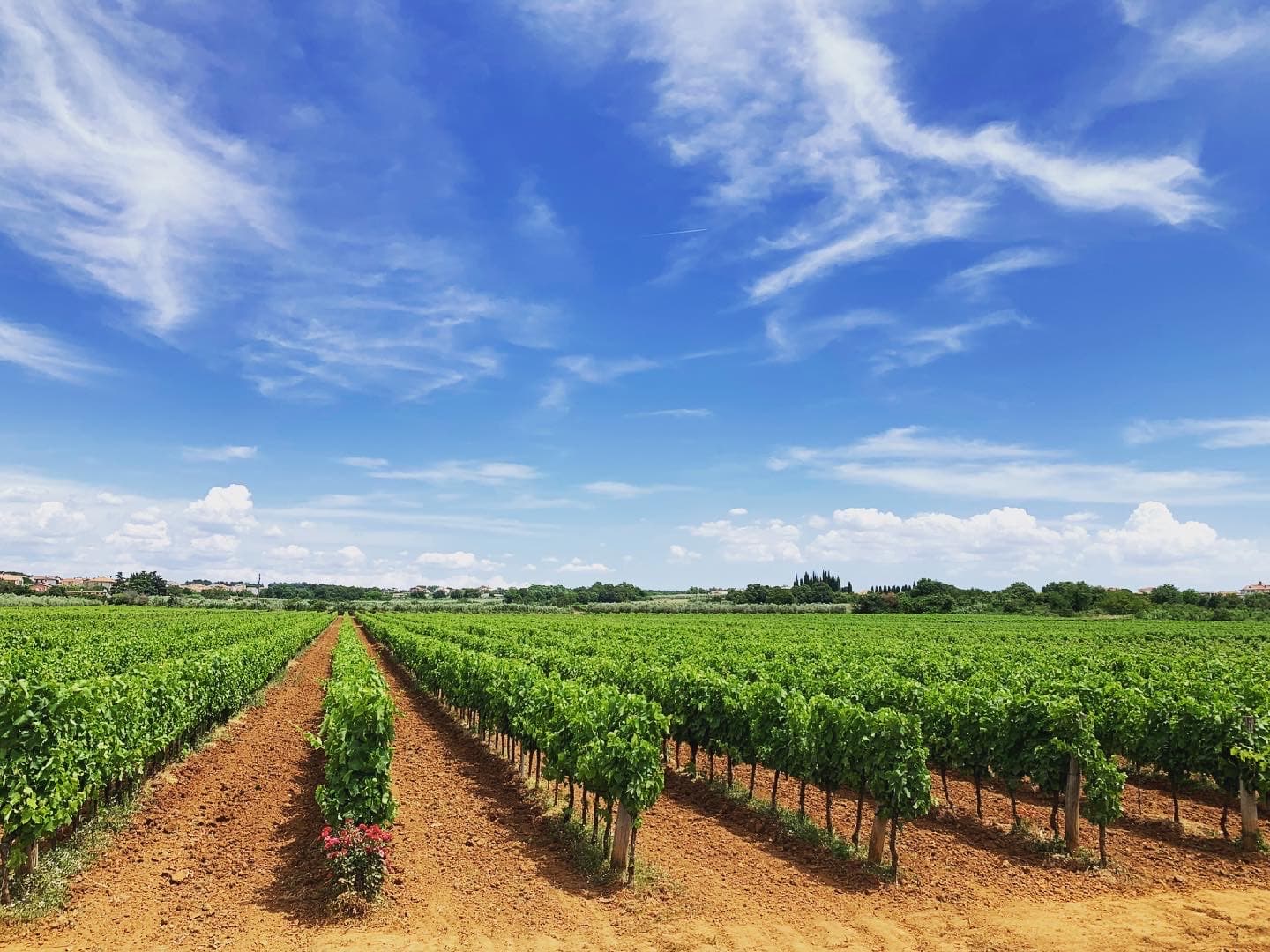 Pervino Winery Foto 3