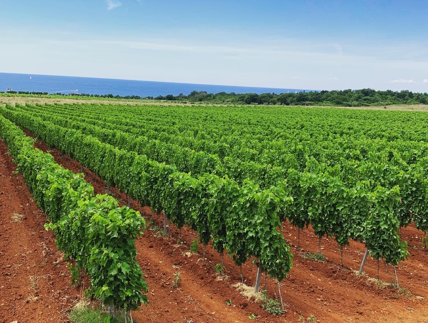 Pervino Winery Foto 4
