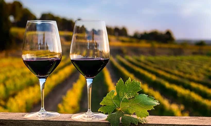 Dégustation et visite de vins au Celler Menescal
