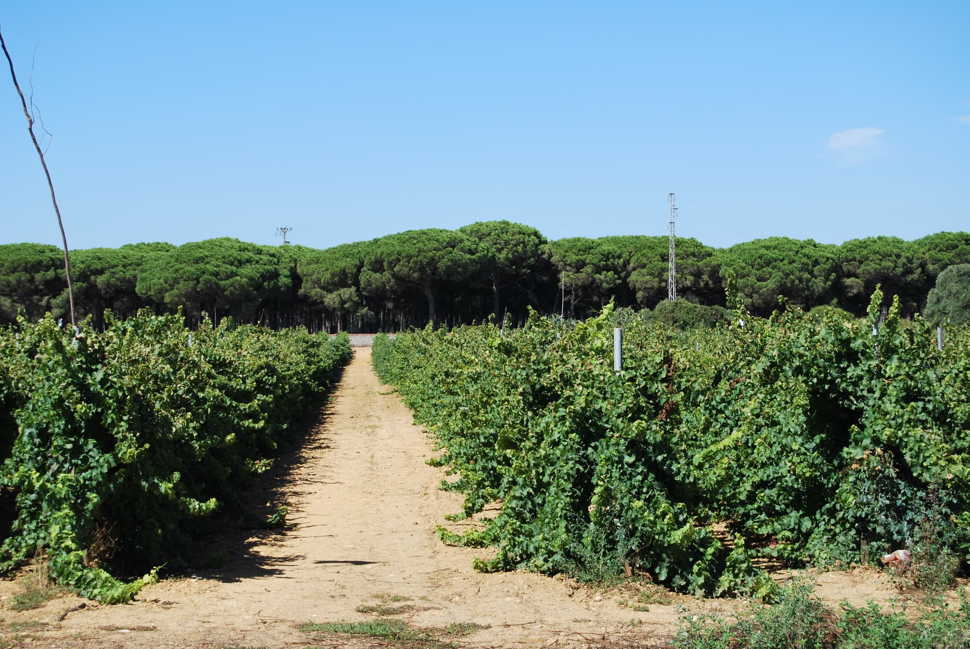 Bodega Manuel Aragón, S.L. photo 4