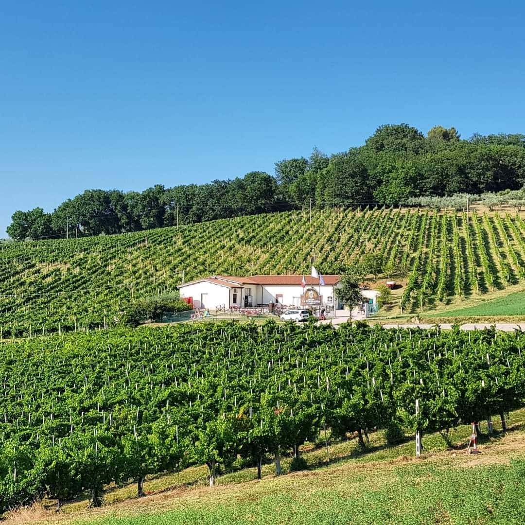 Dégustation de trois vins du domaine La Veneranda
