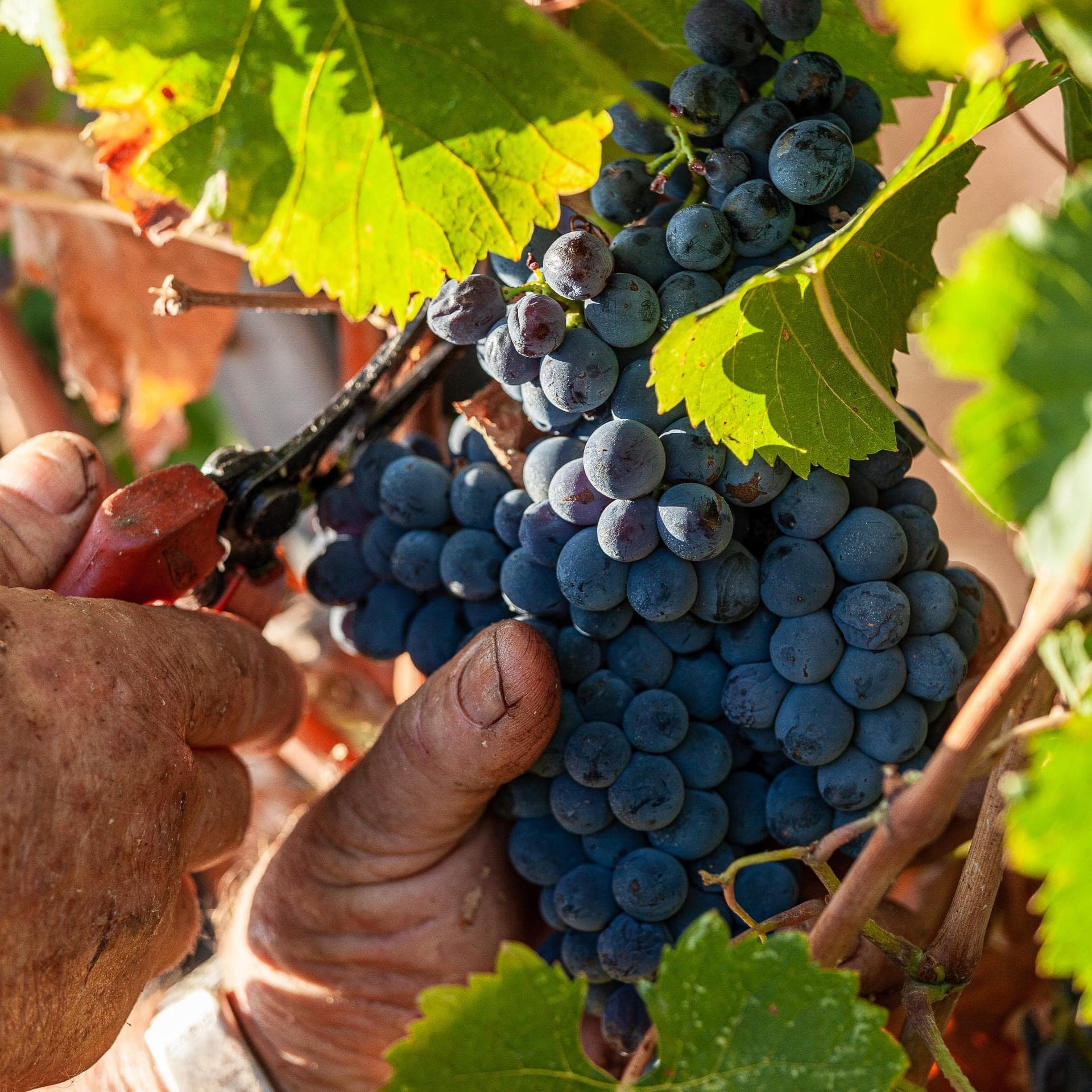 GAFFINO - Vigneti e Cantina foto 3
