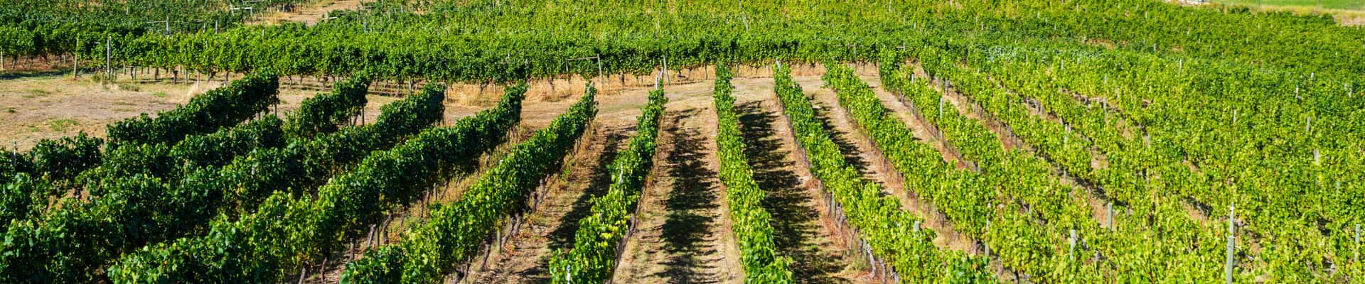 Optimizing WineTourism Strategies for Success in 2025