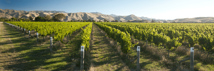 Marlborough wine city