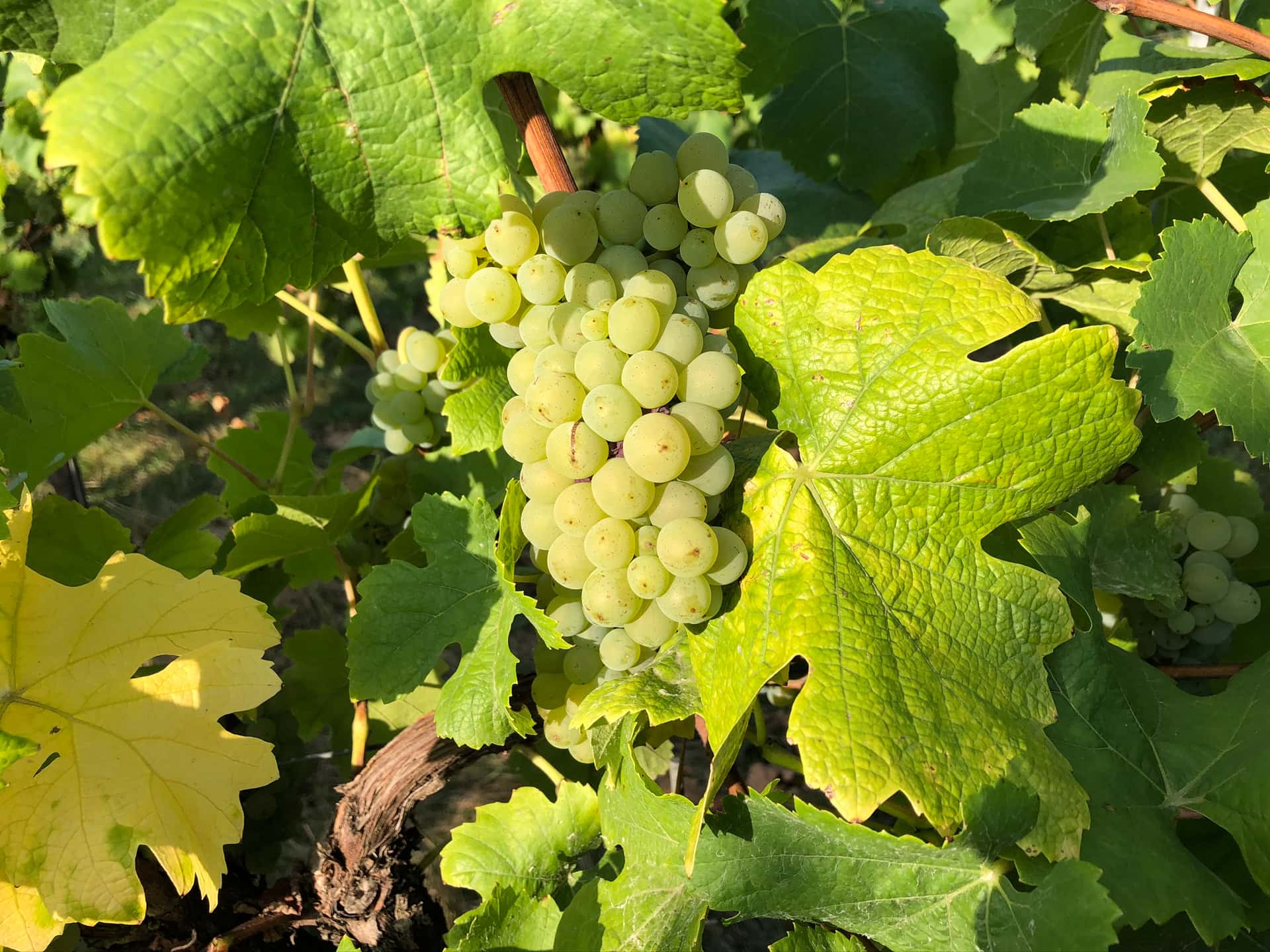 Riesling