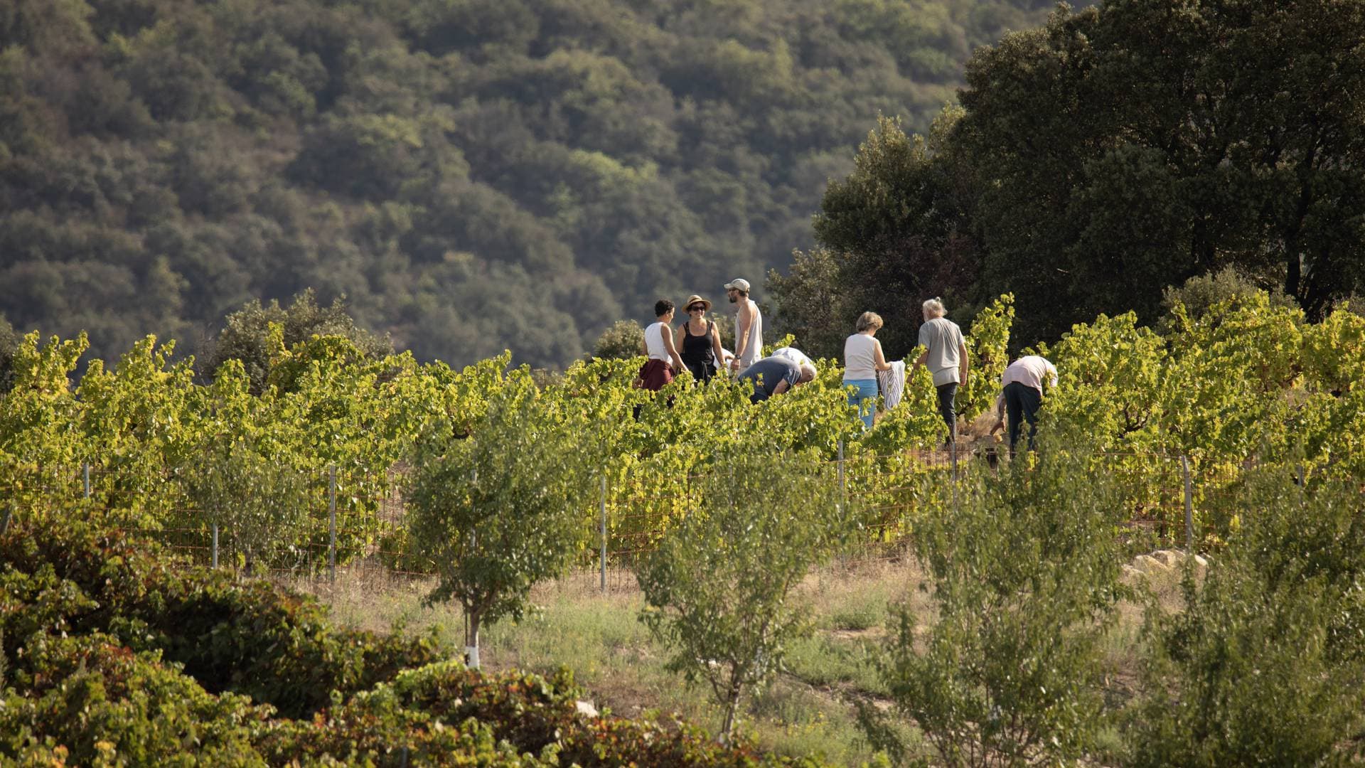 Languedoc-Roussillon Wine & Vineyard Trek