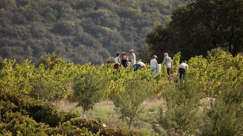 Wein und Trekking | Domaine Riberach