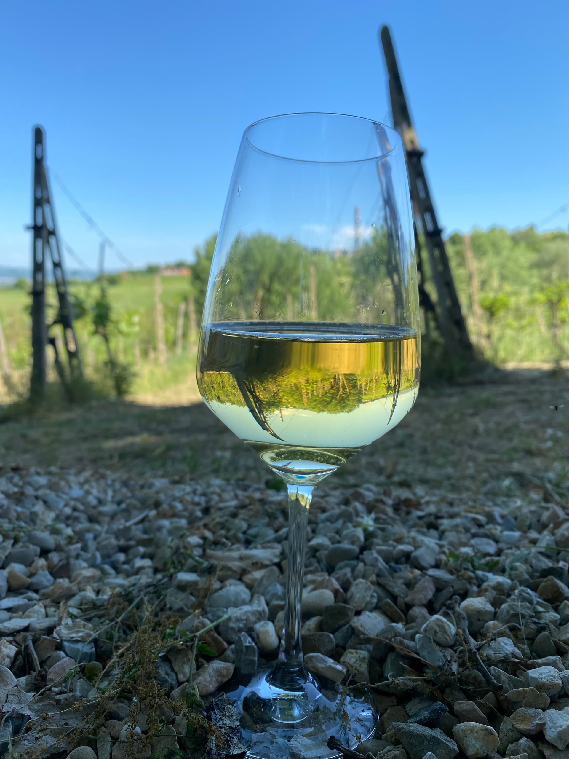 Visita à Vinícola e Degustação no Vinhedo da Vinícola Colonna