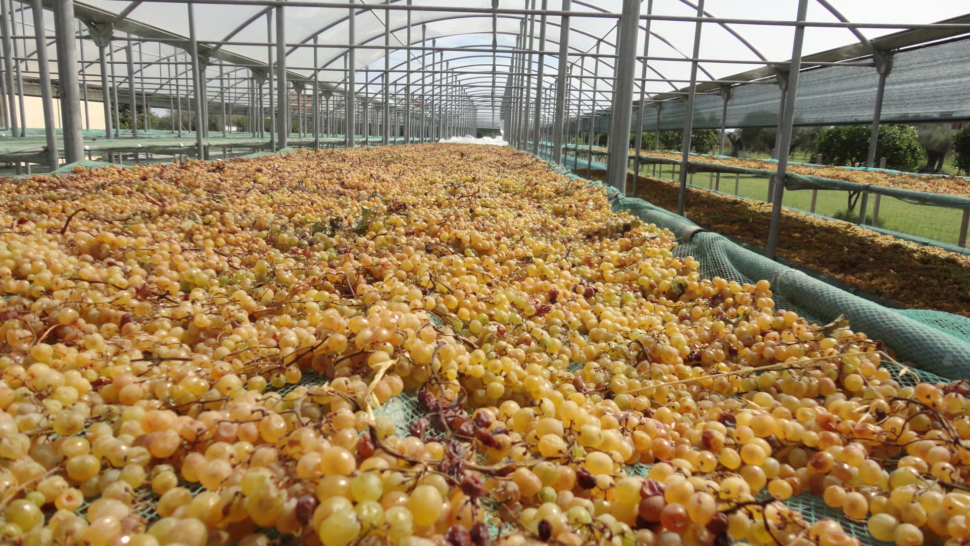 Dessert wine - Tenuta Dioscuri