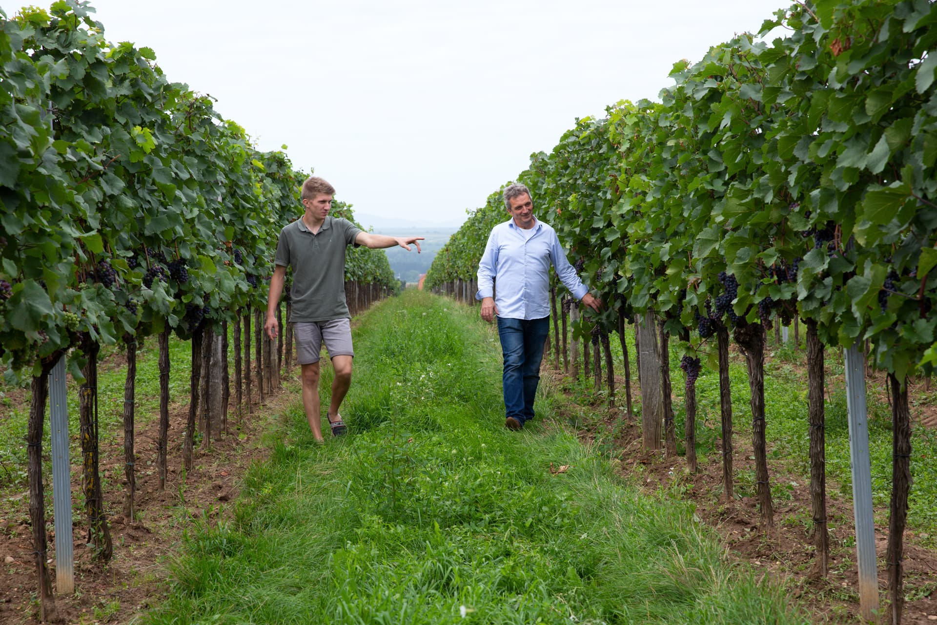 Premium Weinprobe und Führung im Weingut Helmut Maglock