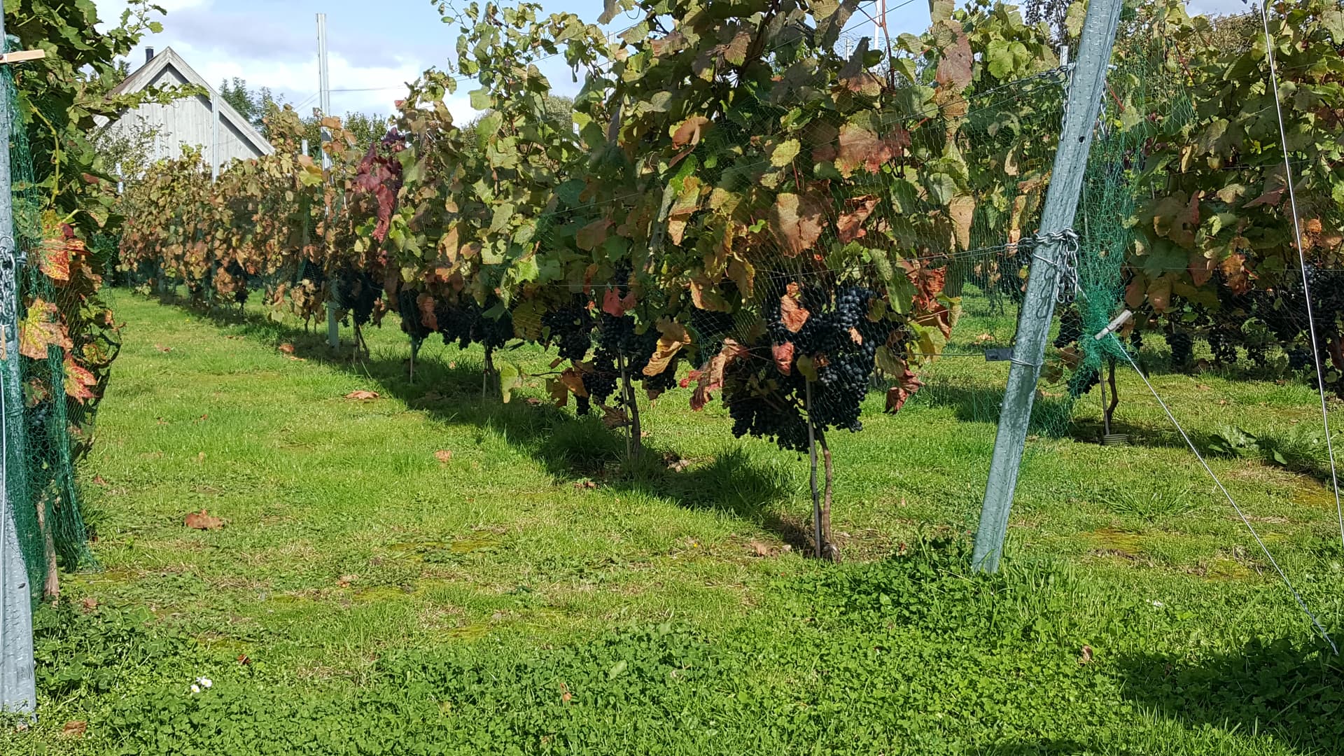 Weingutbesuch mit Führung und Verkostung einiger Weine