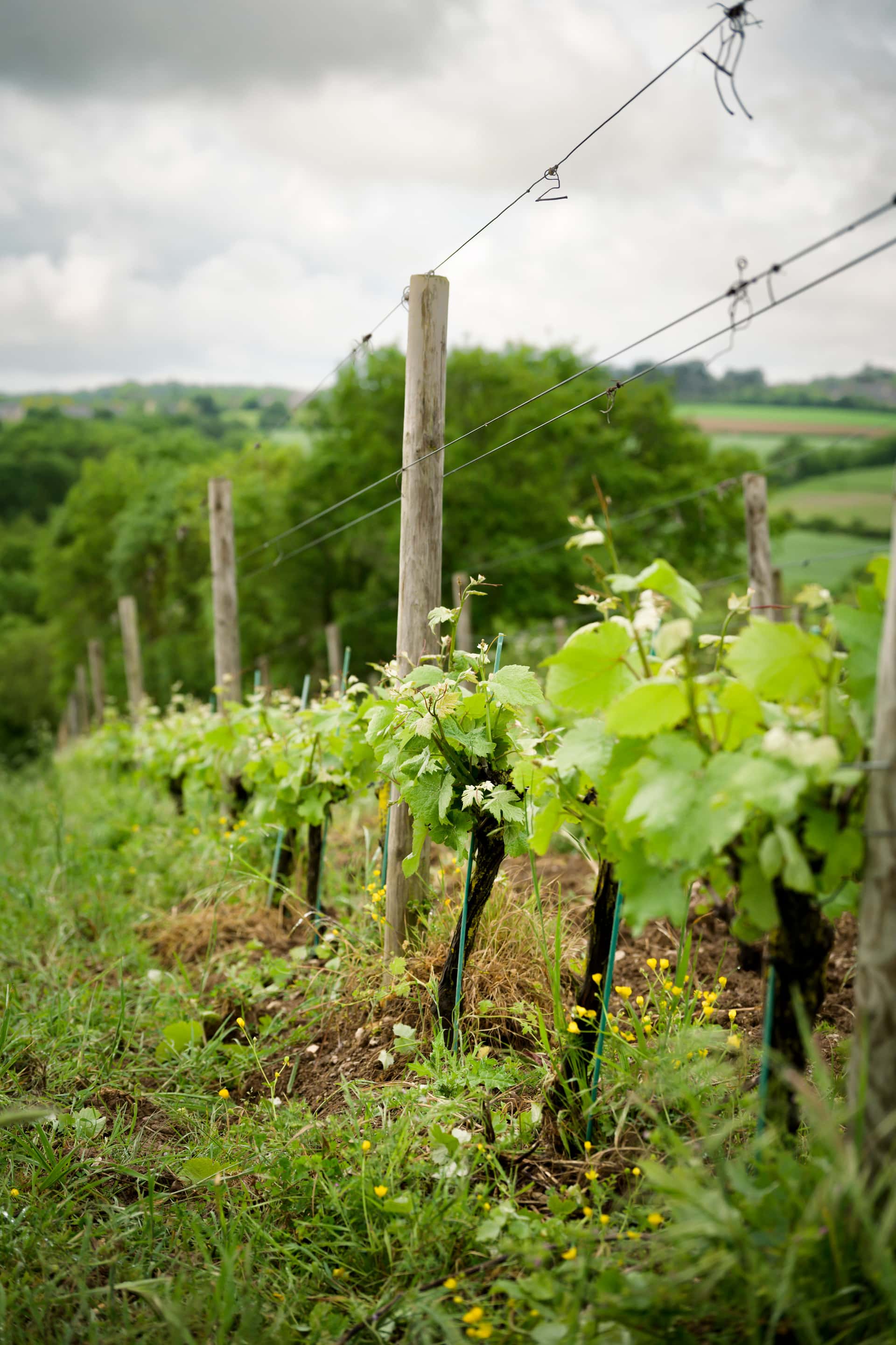 Loire Valley Vine to Wine Tour & Tasting