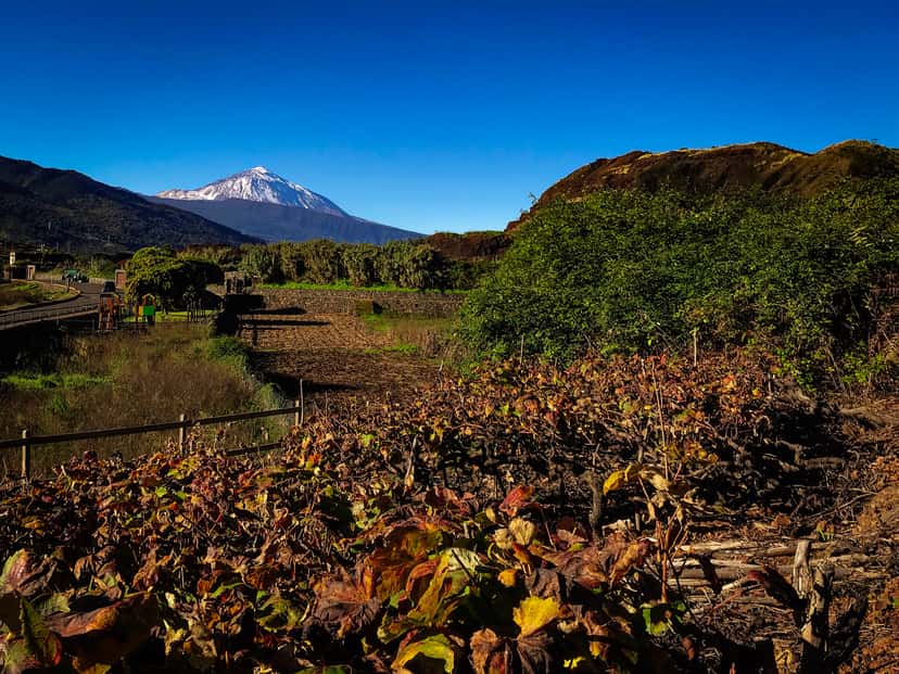 Canary Wine History, through villages and vineyards
