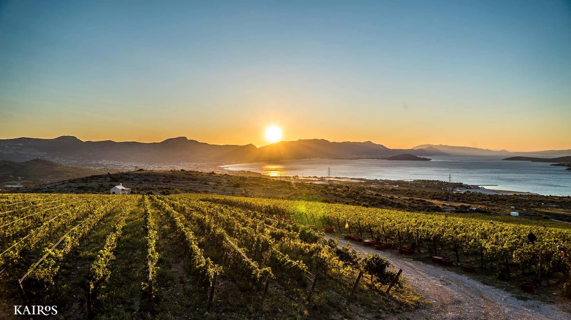 Dégustation de vins et visite à Kairos Vina